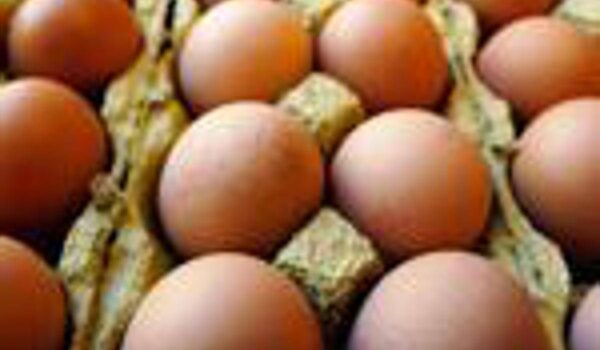 Richiamo uova biologiche per rischio Salmonella: lotti e scadenze
