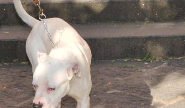 Seduta al tavolino di un bar viene azzannata in testa da un cane sfuggito alla dog sitter