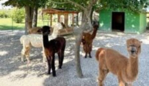 Edoardo Prina premiato agli “Oscar Green 2026”: la vita in cascina conquista i social