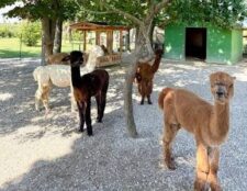 Edoardo Prina premiato agli “Oscar Green 2026”: la vita in cascina conquista i social