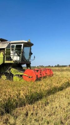 Il riso non “ripaga” la fatica